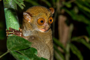 Close-up of a tarsier clinging to a green plant stem, with large, orange eyes looking to the side. The background is blurred with green foliage, showcasing one of the many strange creatures where to find them in the dense rainforests.