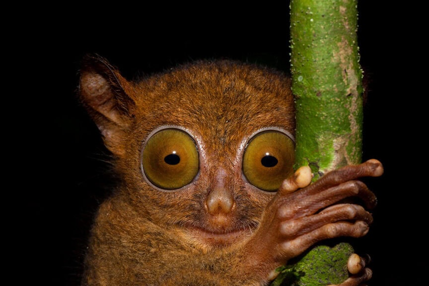 A tarsier with large eyes clings to a green tree branch in a close-up shot taken at night, one of the strange creatures featured in "Where to Find Them.