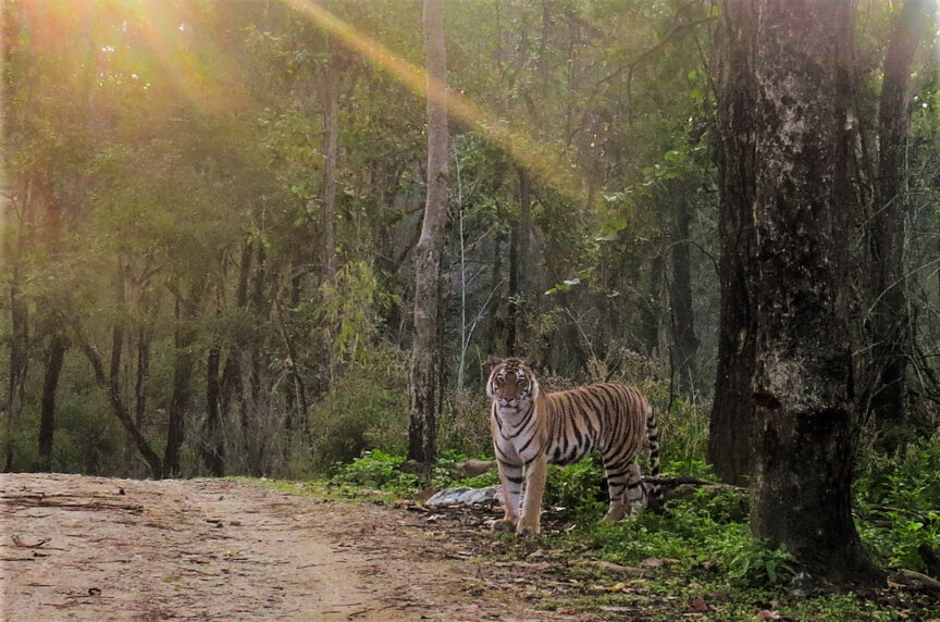 A tiger stands on a forest path in India while sunlight filters through the trees.