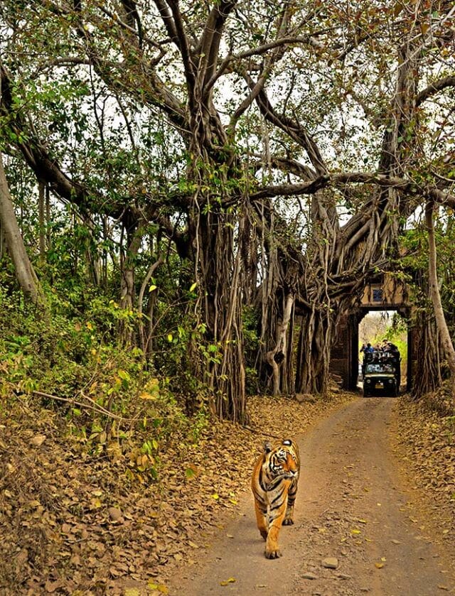 A tiger walks along a dirt path in a forested area with dense trees and foliage, while a safari vehicle with passengers follows closely behind on their travel adventure.