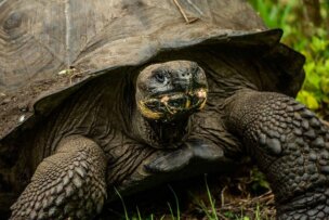 A wonderful close-up view of a large Galápagos tortoise, partially covered by its shell. The tortoise's textured, rough skin stands out as it rests, surrounded by lush greenery—a truly remarkable wildlife encounter.