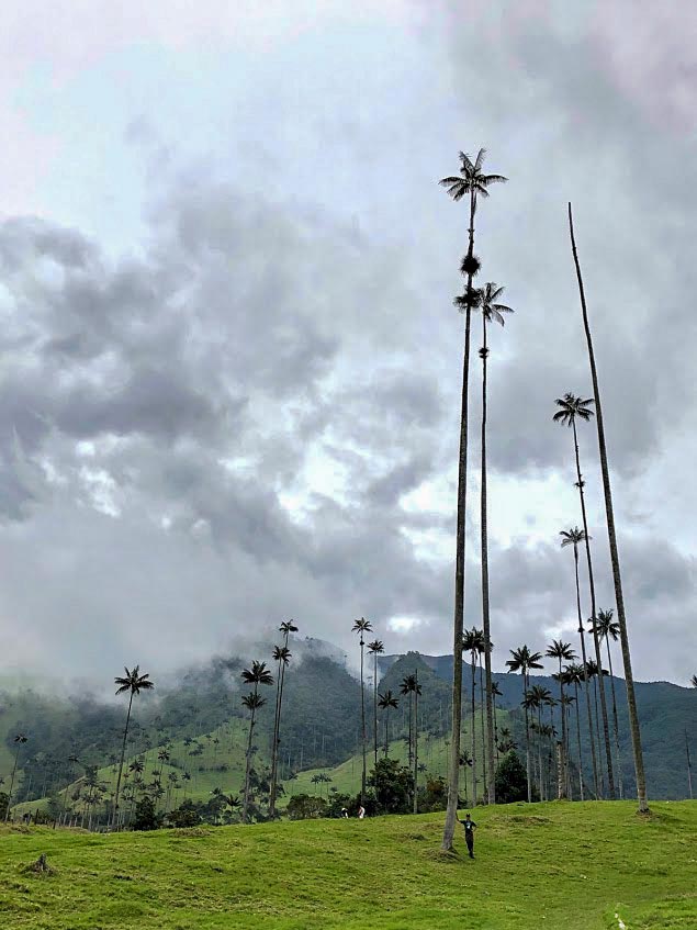 Tall, thin wax palm trees stand against a cloudy sky on a grassy hillside with a backdrop of fog-covered mountains in Colombia. A person can be seen among the trees, indicating their towering height, offering a glimpse of the amazing experiences this landscape provides.