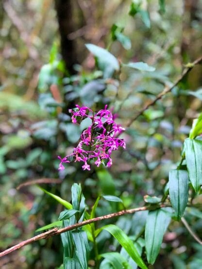 Close-up of small purple flowers with long green leaves in a forest setting, capturing one of the many amazing experiences you can have when you travel in Colombia.