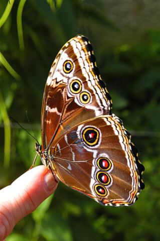 A brown butterfly with distinctive eye-like markings on its wings is perched on a person's finger against a green background, capturing the essence of where the Wild Things Are.