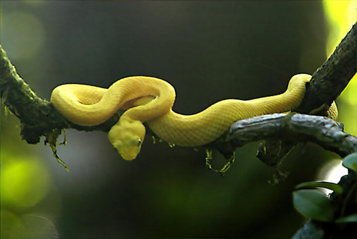 A bright yellow snake is coiled on a branch in a dense forest, shown in close-up with blurred green foliage in the background, evoking scenes from "Where the Wild Things Are.