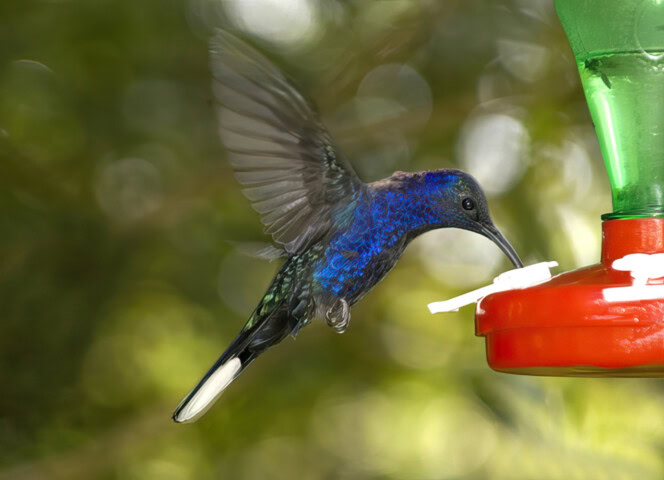 A hummingbird with iridescent blue and green feathers feeds from a red and white bird feeder.