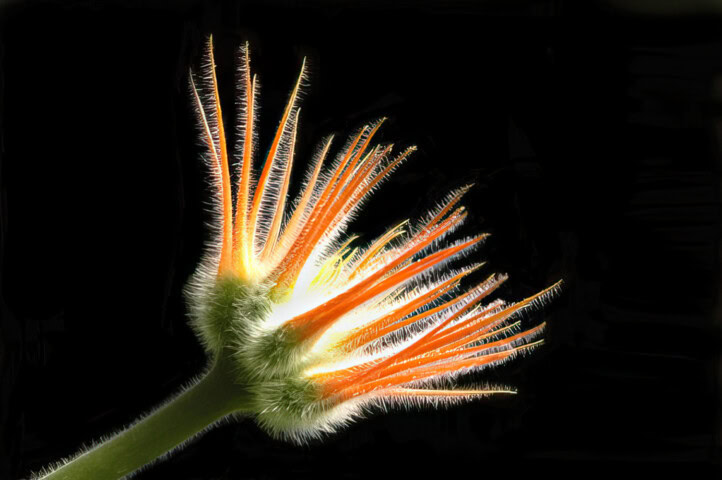 Close-up of the hairy stem and elongated, spiky, orange and white petals of a flower against a black background.