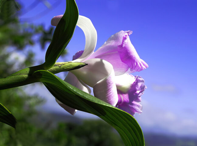 Close-up of a purple and white orchid with green leaves against a bright blue sky, with a blurred green landscape in the background. Blog about the beauty of wild things.
