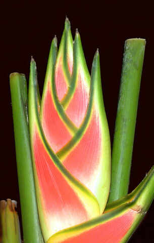 Close-up image of a Heliconia rostrata flower with green and pink bracts, surrounded by green stems against a black background, for our Wild Things BLOG.