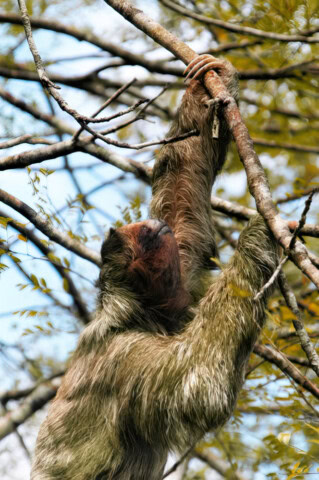 A sloth hanging from branches in a tree with green leaves against a bright sky, embodying the tranquility often highlighted in our Wild Things BLOG.