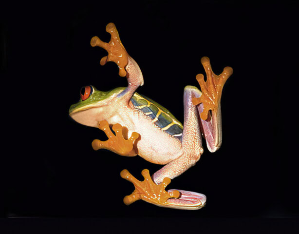 A brightly colored frog with green skin, red eyes, and orange toes clings to a smooth surface against a black background, reminiscent of creatures from "Where the Wild Things Are." Suitable for any vibrant BLOG post.