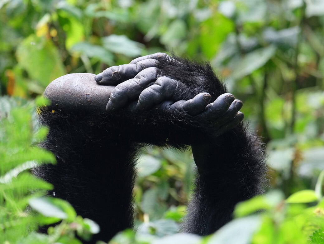 A gorilla's hands resting on its head with dense green foliage in the background evokes the serene beauty of visiting Uganda to see Mountain Gorillas.
