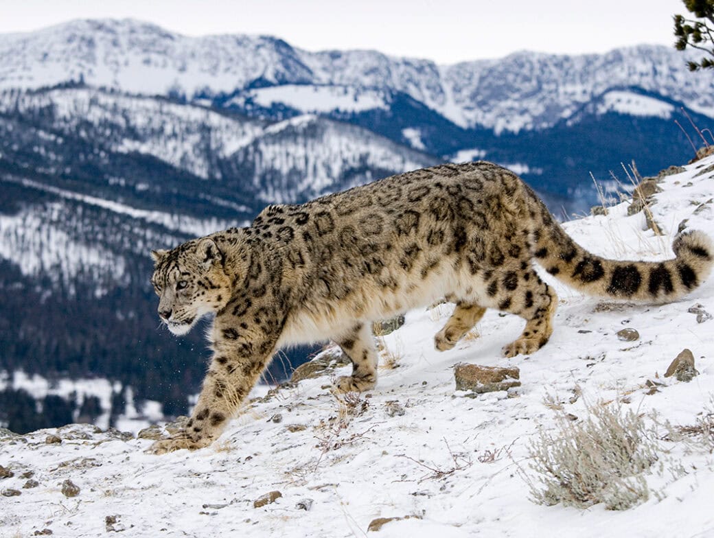 A snow leopard strides gracefully on a snowy mountain slope in India, with a breathtaking range of snow-covered peaks standing proudly in the background.