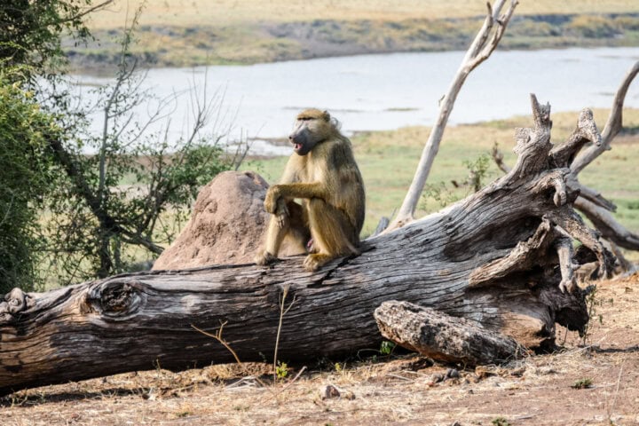 A baboon sits on a fallen tree trunk in a natural landscape with a body of water and grassy fields in the background, showcasing the best of Botswana.
