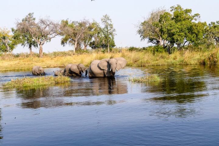 Three elephants standing in a shallow body of water, with tall grasses and trees in the background, create a quintessential scene perfect for any travel blog about Botswana.
