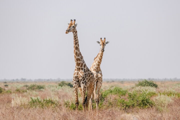 Two giraffes stand together in a grassy, open landscape, showcasing the best of Botswana. The surroundings are sparse with scattered bushes under a clear, light blue sky—an idyllic scene perfect for anyone interested in Botswana tourism.