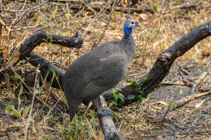 A helmeted guineafowl standing on a fallen branch in a dry, forested area with sparse vegetation captures the essence of the Best of Botswana.