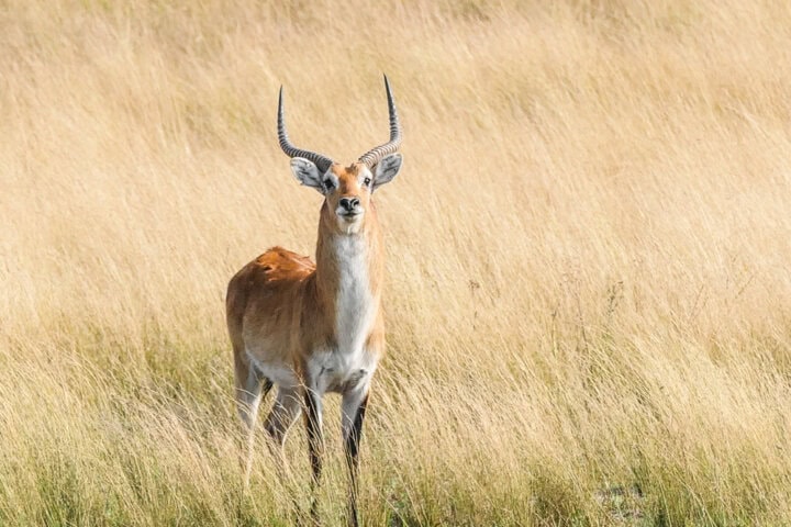 A deer with long, curved antlers stands in a field of tall grass, facing forward against a backdrop of dry vegetation—a scene reminiscent of the Best of Botswana’s wild landscapes.