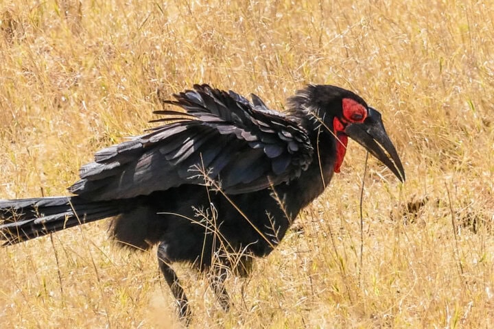 A large black bird with a red face and long beak stands in the tall, dry grass of Botswana.