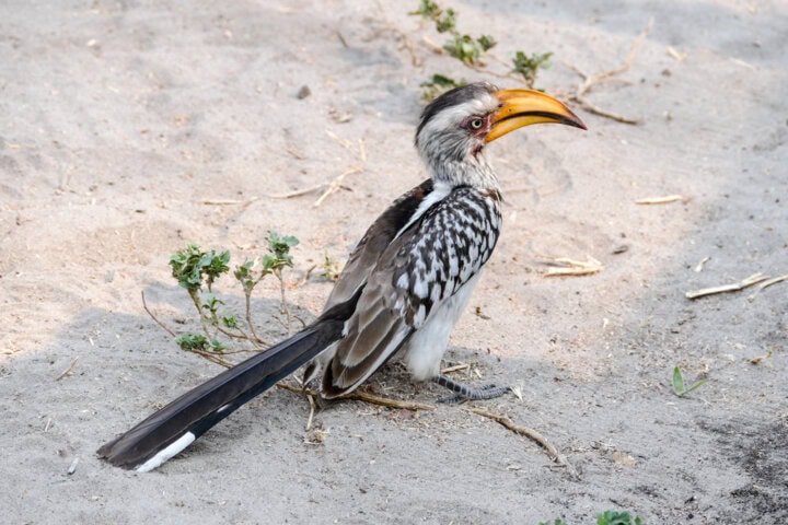 A hornbill with a yellow beak and patterned plumage stands on sandy ground with sparse vegetation, embodying the wild beauty often highlighted in the "Best of Botswana" blogs.