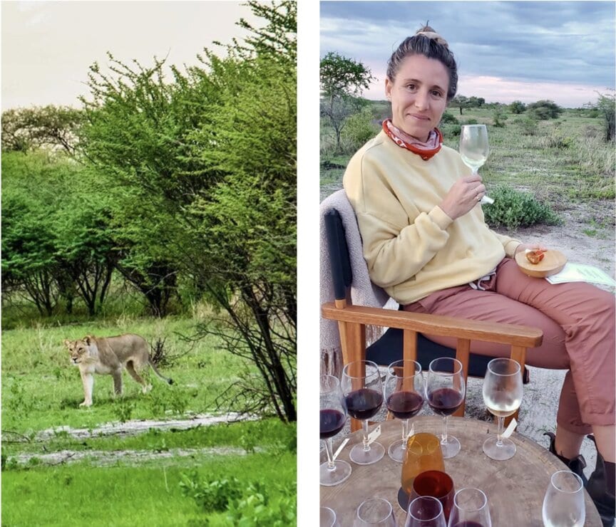 Left: A lioness gracefully walks through the lush green bushes of Namibia during the vibrant Green Season. Right: A person in a yellow sweater holds a wine glass, surrounded by multiple wine glasses, enjoying an elegant safari dining experience in a natural setting.