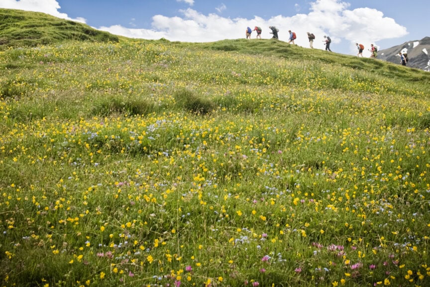 Hikers enjoy a scenic hilltop trail in the style of the Alps, surrounded by vibrant yellow and purple wildflowers beneath a cloudy blue sky.
