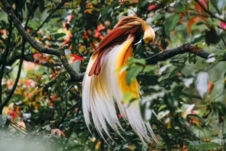 Nestled in the lush foliage of Raja Ampat, a bird with vibrant golden and white plumage perches gracefully on a branch. This idyllic scene embodies the essence of travel to this enchanting destination, where nature's splendor awaits whenever you choose to go.