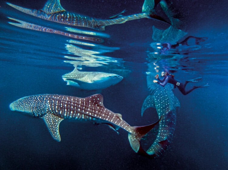 A diver swims alongside three whale sharks in the crystal-clear waters of Raja Ampat, with reflections shimmering at the surface. For an unforgettable experience, consult a travel guide for the best time to visit this breathtaking destination.