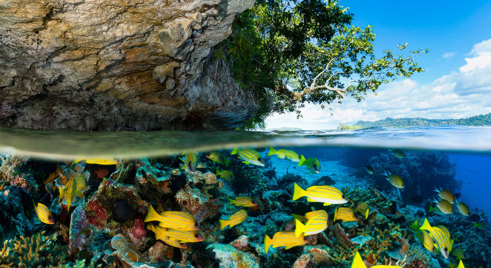 Discover the vibrant underwater world of yellow fish weaving through coral reefs in Raja Ampat. With an overhead view revealing a rugged shoreline and lush trees, this paradise is a must-see. Check your travel guide for the best time to visit this breathtaking destination.