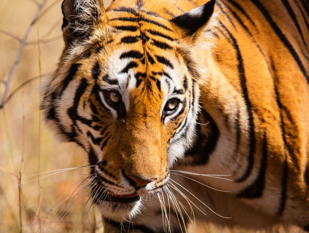 Close-up of a Bengal tiger walking through dry grass in India, showcasing its distinctive orange coat with black stripes and focused eyes—a mesmerizing sight for those wanting to see tigers in their natural habitat.