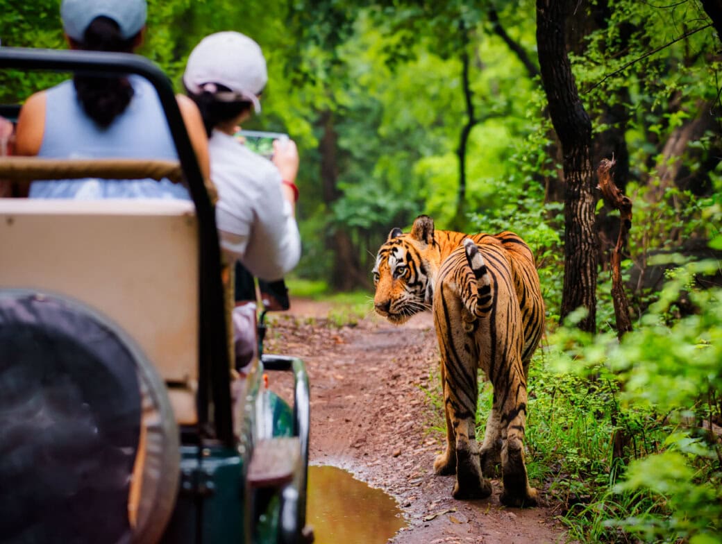 Amidst the lush forests of India, two majestic tigers stride gracefully along a dirt path, while enthralled visitors in a nearby vehicle capture the essence of wildlife tourism with their cameras.