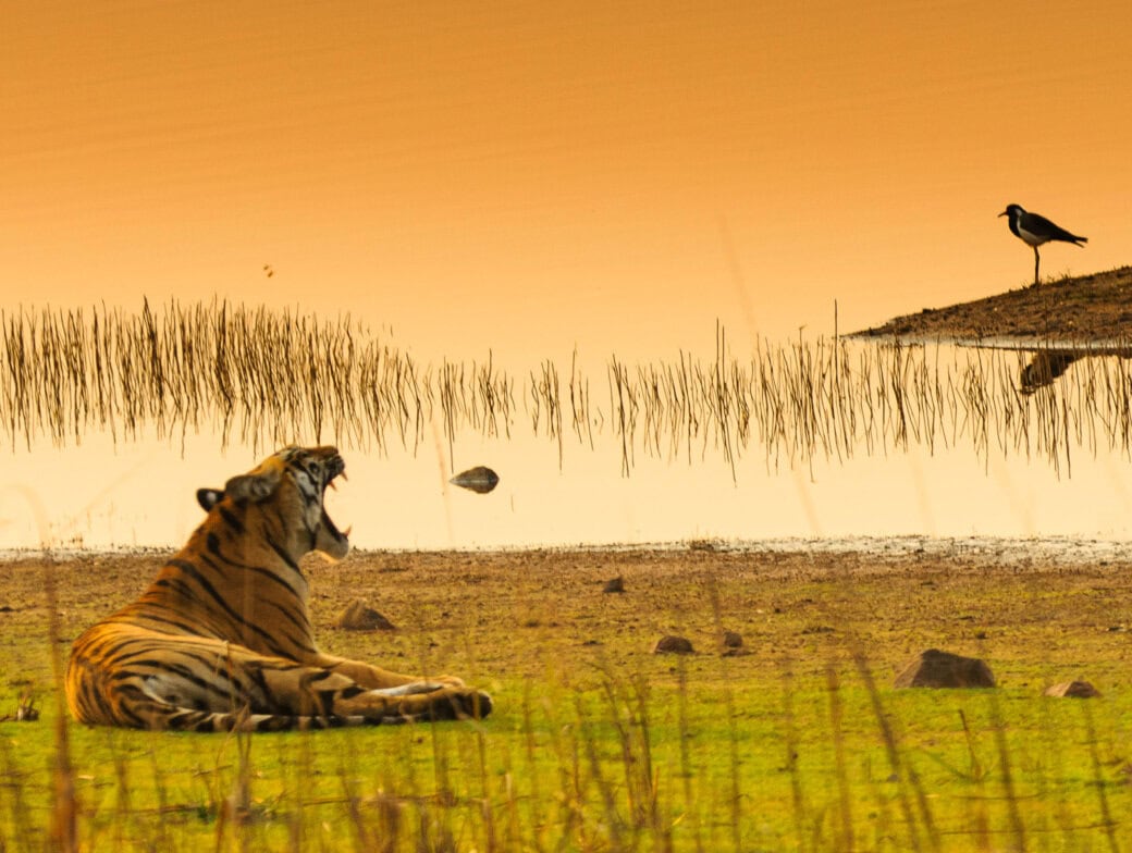 A majestic tiger yawns while lying on the grassy ground near a tranquil body of water at sunset, embodying the serene beauty of India's wildlife tourism. In the background, a bird gracefully stands at the water's edge.