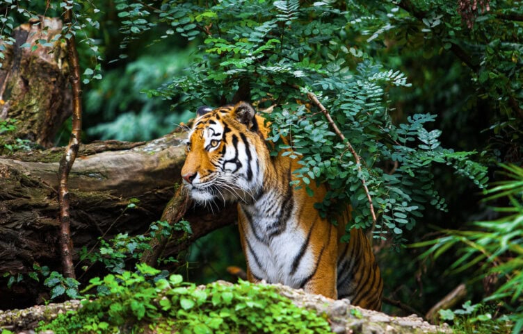 In the dense forests of India, a tiger stands partially concealed among lush green foliage and fallen branches, offering a glimpse into the wild wonders of when and where to see these magnificent creatures in their natural habitat.