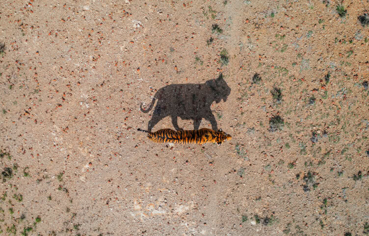 Aerial view of a majestic tiger strolling on the dirt surface of India, its shadow elegantly cast beside it.