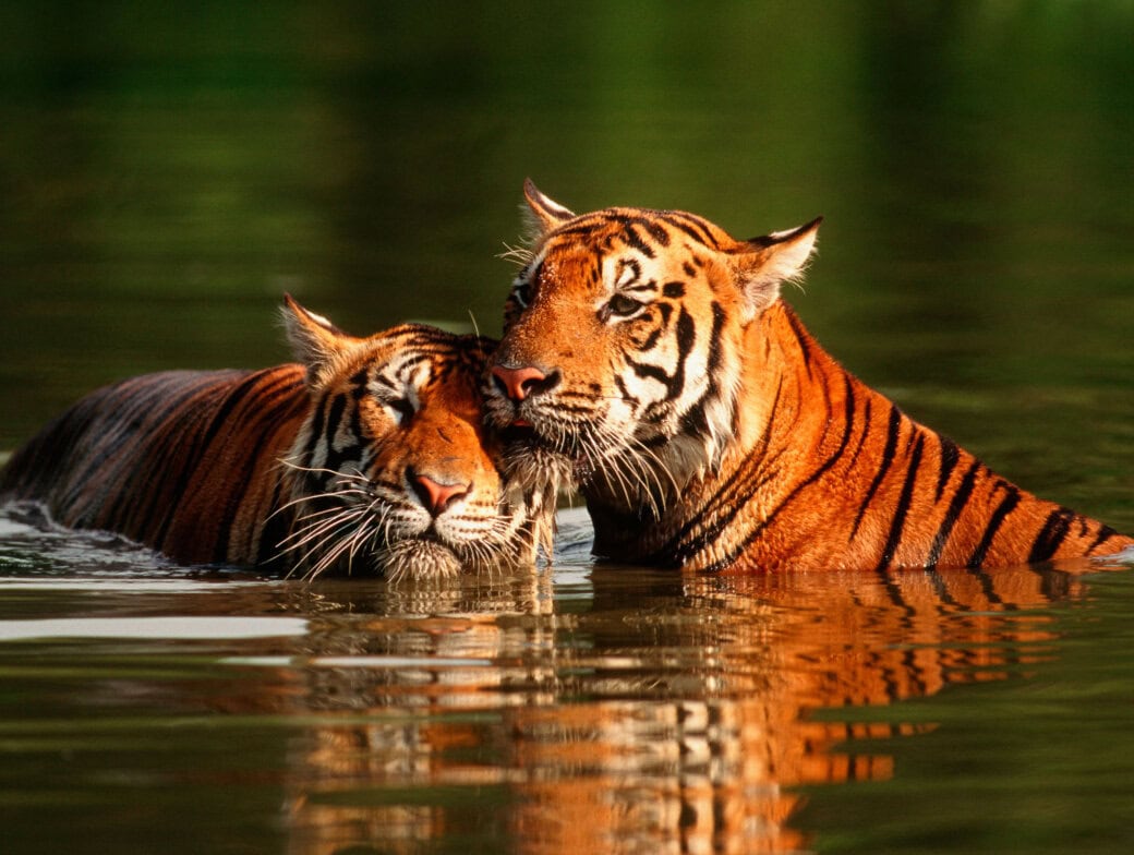 Two tigers partially submerged in water, with one nuzzling the other, create a heartwarming scene reminiscent of the wild beauty often seen in India. The background is a blurred green, suggesting a lush natural setting.