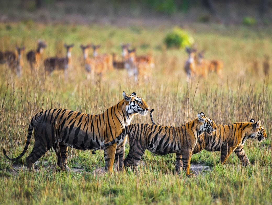 In India, a majestic tiger and its two cubs gracefully stroll through the tall grass, while deer stand watchfully in the background.