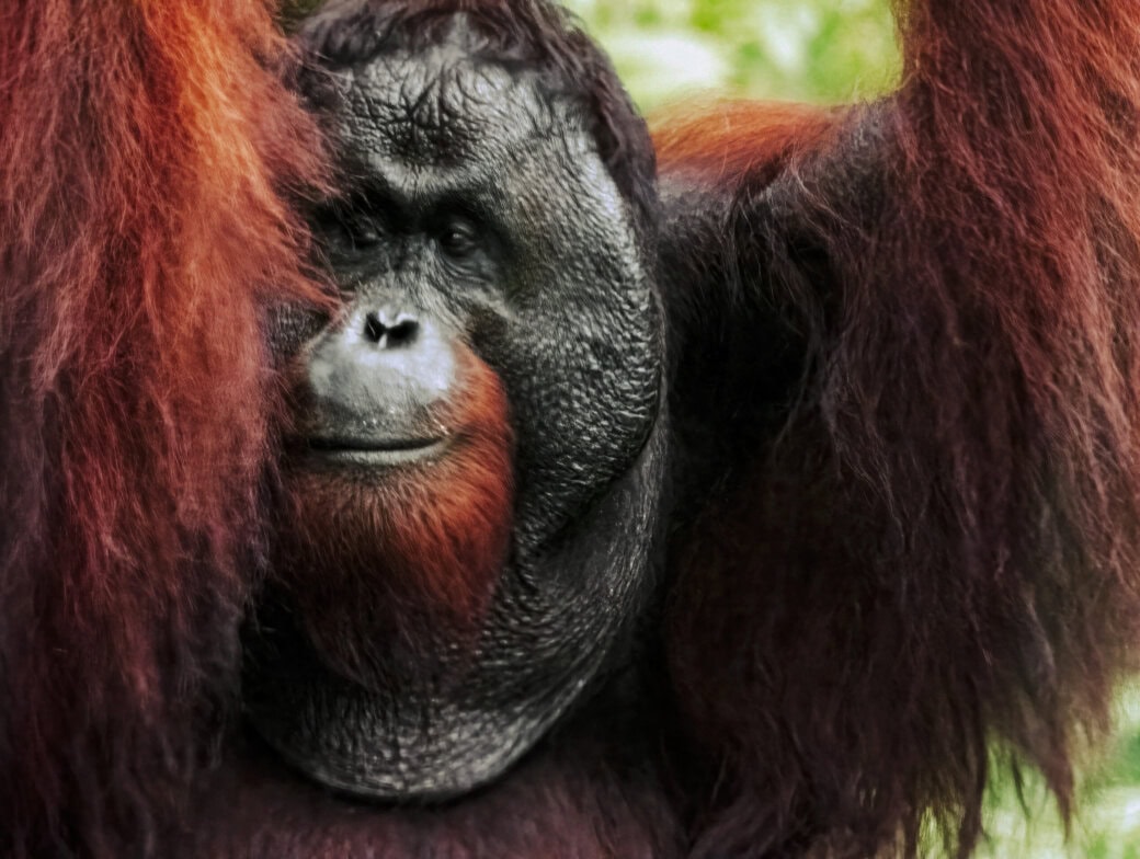 An orangutan with reddish-brown hair gazes ahead, its arms raised against a green blurred background, embodying the essence of Borneo's unique wildlife adventures.
