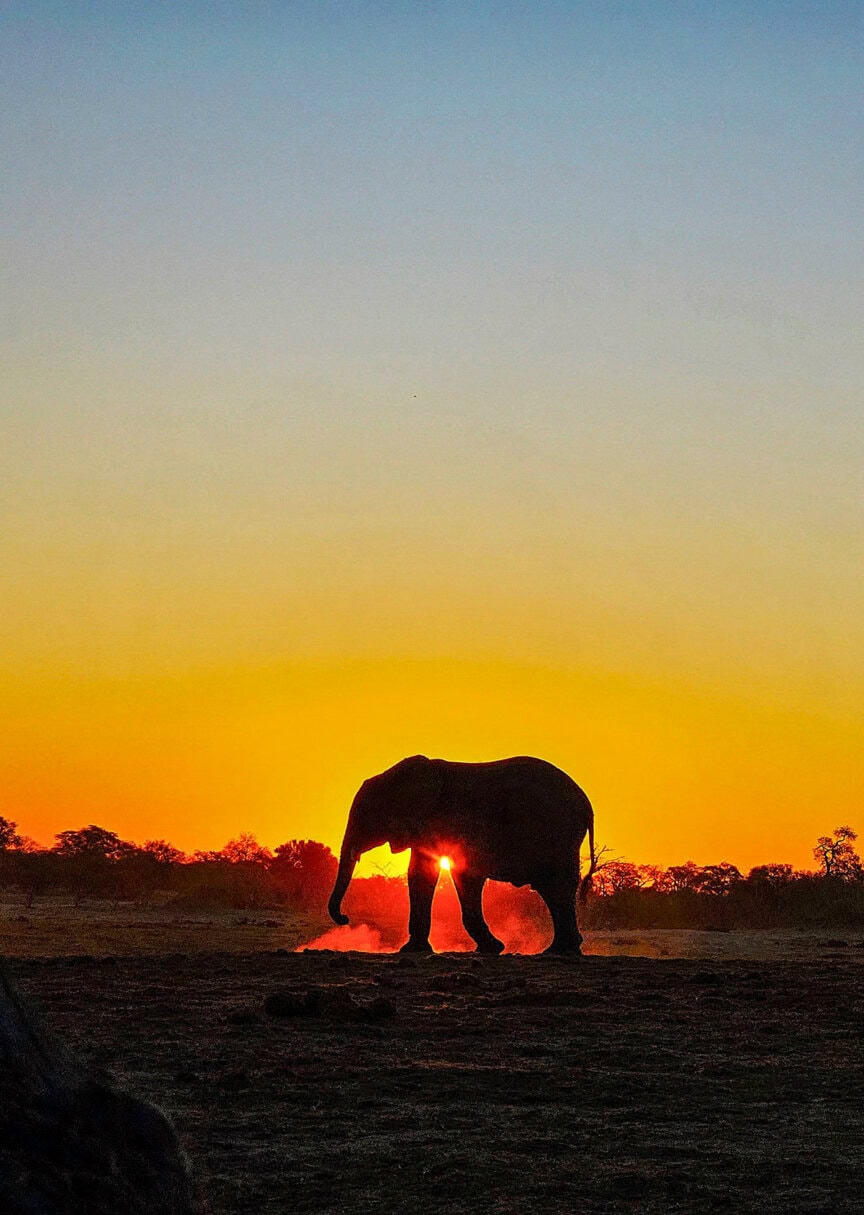 Silhouette of an elephant walking at sunset, its majestic form glowing as the sun sets behind its legs on a flat landscape, evoking the enchanting journey of the Great Elephant Migration.