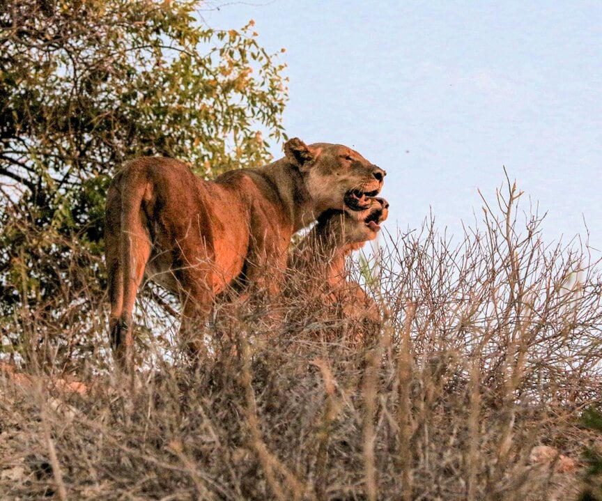 A lioness stands over a lion, both partially obscured by dry bushes, as if guardians of the land. The serene backdrop of trees and a clear sky hints at the wonders of nature, much like the Great Elephant Migration across vast terrains.