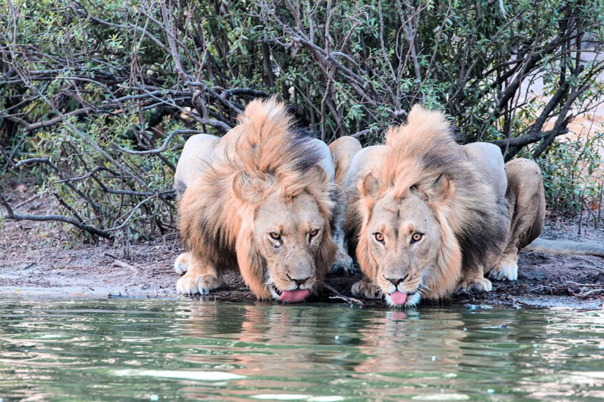 Two male lions with manes are crouched, drinking water from a pond, surrounded by dense bushes, seemingly unfazed by the distant echoes of the Great Elephant Migration.