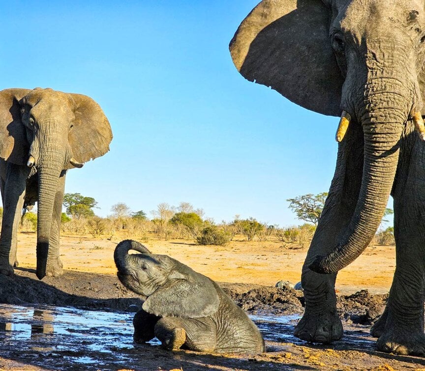 Two adult elephants, part of the Great Elephant Migration, stand by a mud puddle while a calf playfully sits in the mud. Sparse trees and clear blue sky form the background.