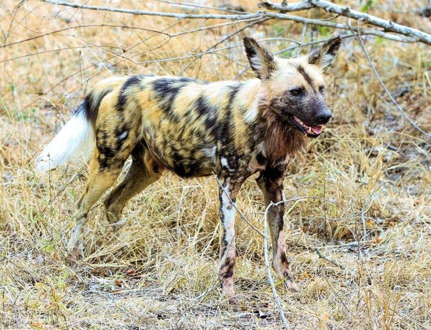 An African wild dog stands in the dry grass, its mottled coat striking against the landscape. Nearby, the great elephant migration returns, a majestic backdrop to this vigilant predator's watchful gaze.