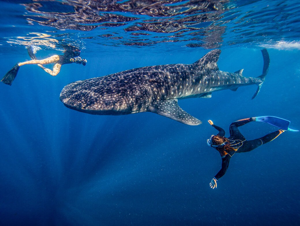In July, two scuba divers gracefully swim near a majestic whale shark in the clear blue waters of Cenderawasih Bay.