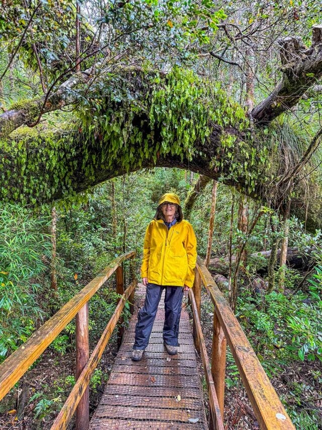 A traveler in a yellow rain jacket stands on a wooden bridge in a lush forest, beneath a moss-covered tree arch.