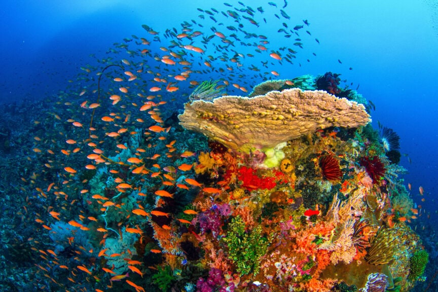 Table coral surrounded by orange anthias in Raja Ampat