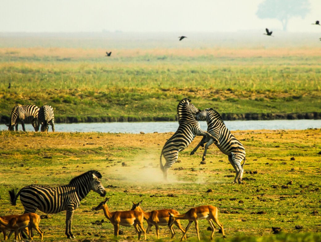 Two zebras stand on hind legs and appear to spar while other zebras graze nearby; antelopes and birds roam the grassy landscape near water in one of the best parks Botswana has to offer.