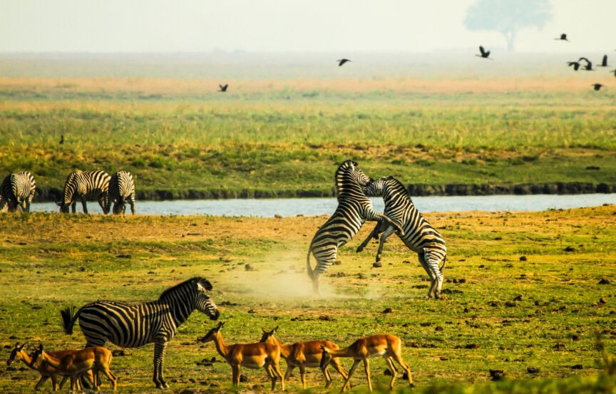 Two zebras stand on hind legs and appear to spar while other zebras graze nearby; antelopes and birds roam the grassy landscape near water in one of the best parks Botswana has to offer.