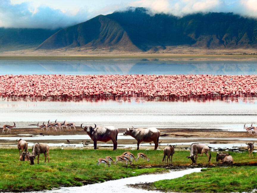 A herd of wildebeest and gazelles graze near water, with flamingos in the background and mountains rising beyond a reflective lake—an iconic scene from the best parks Tanzania has to offer.