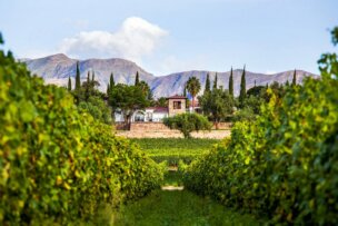 A vineyard with rows of green grapevines leads to a building surrounded by trees, set against mountains under a partly cloudy sky—one of the best places to visit among top destinations 2026 for travel enthusiasts.