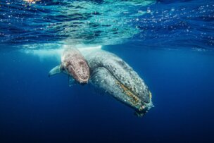 A humpback whale mother and calf swim close together near the ocean surface, illuminated by sunlight filtering through the water—an unforgettable scene in one of the best places to visit on your 2026 travel adventures.
